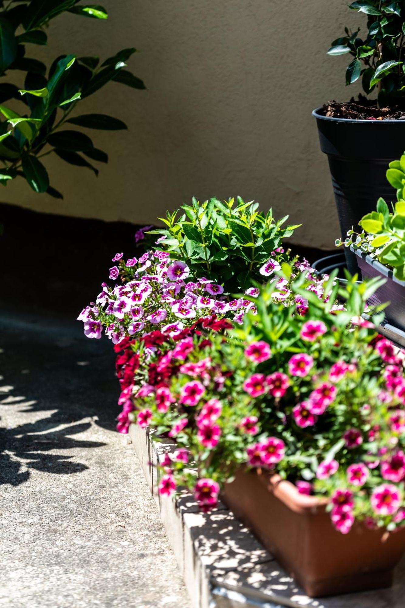 Flower Apartment Хевіз Екстер'єр фото